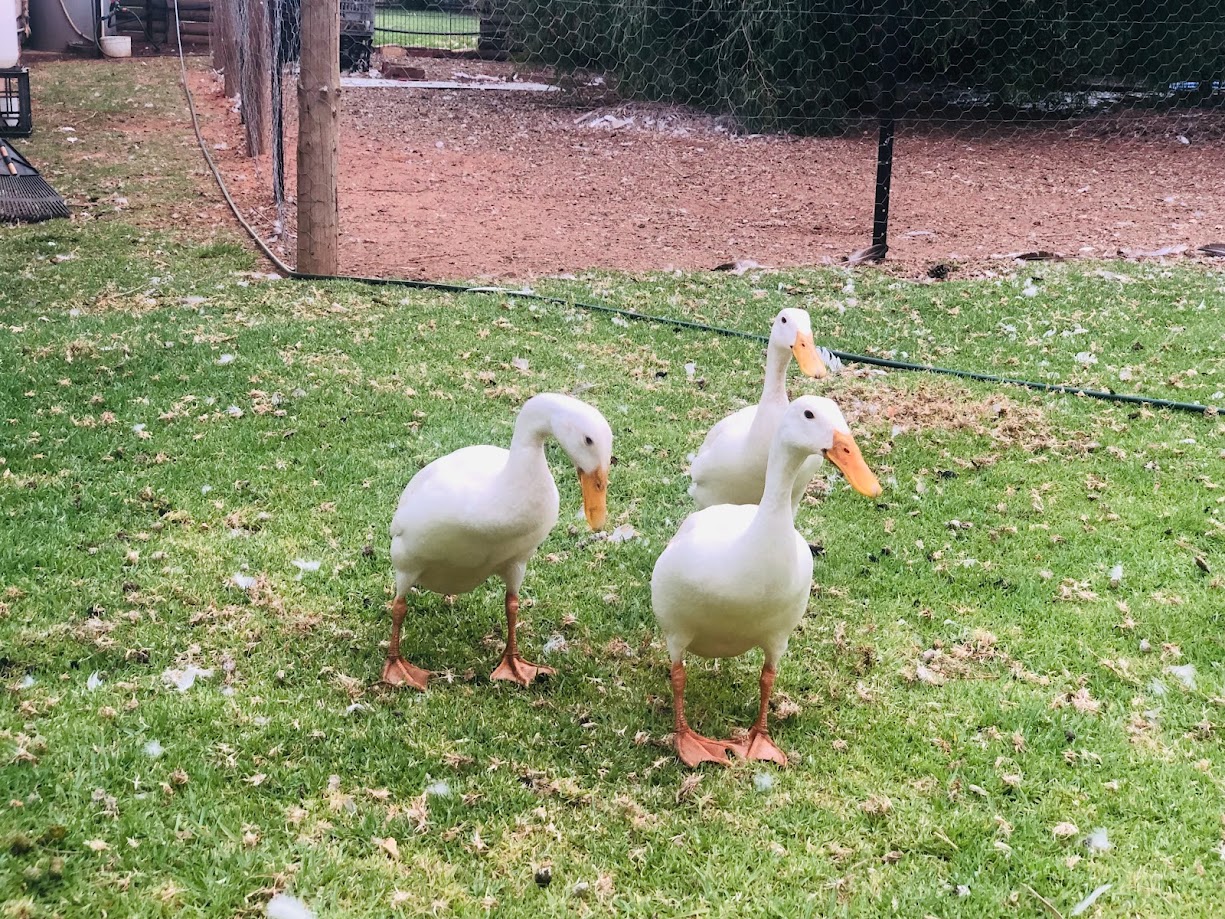 Indian Duck